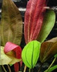 Echinodorus Ipica - Rotblättrige Ipica Amazonaspflanze