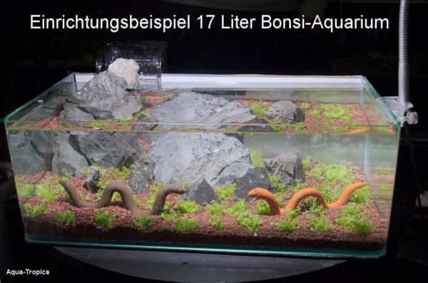  Nano-Aquarium Bonsai 17 - Starter