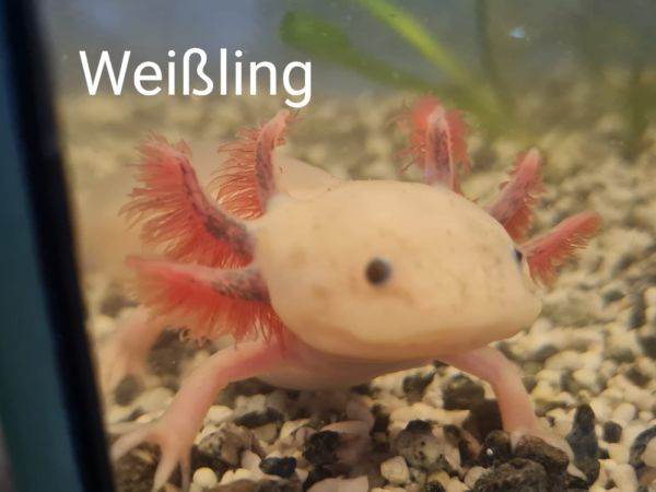 Axolotl Weißling DNZ - Ambystoma mexicanum 10 - 15 cm