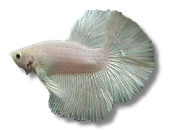 Kampffisch Halfmoon white - Betta splendens Halfmoon