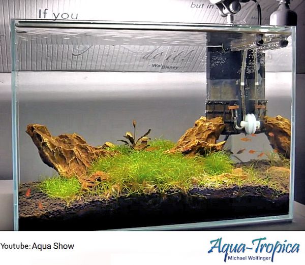 BLAU aquaristic Aquascaping Square 38 Liter - Weißglasaquarium, Garnelen, Wirbellose, Nano-Becken