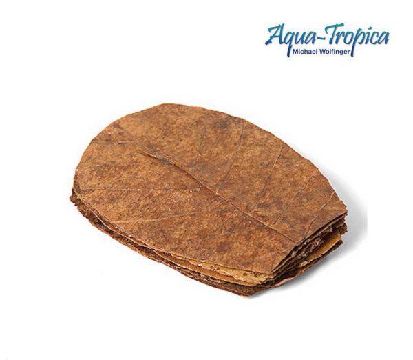 Aqua-Tropica Natural Seemandelbaumblätter XL - 10 Stück