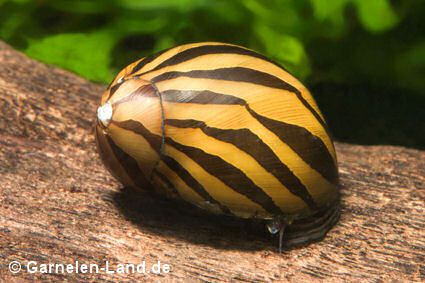Zebra Algenrennschnecke - Neritina turrita var. Zebra