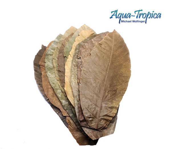 Aqua-Tropica Natural Kakaoblätter XL - 10 Stück
