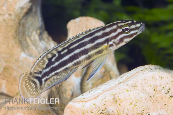 Julidochromis regani - Vierstreifen-Schlankcichlide 4,0 - 5,0 cm