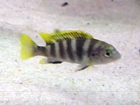 Labidochromis Perlmutt - Perlmutt Labidochromis
