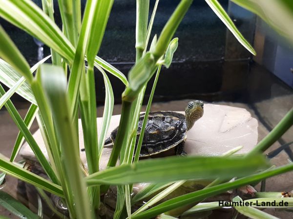 Karibische Schmuckschildkröte Nachzucht - Trachemys venusta Baby