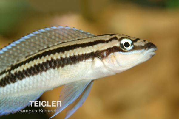 Julidochromis dickfeldi - Gelber-Schlankcichlide