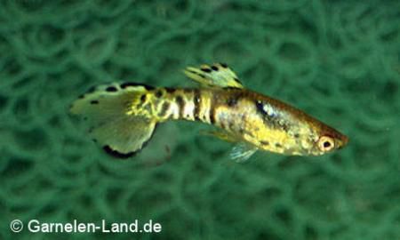 Endler Guppy Tiger Frau - Poecilia reticulata