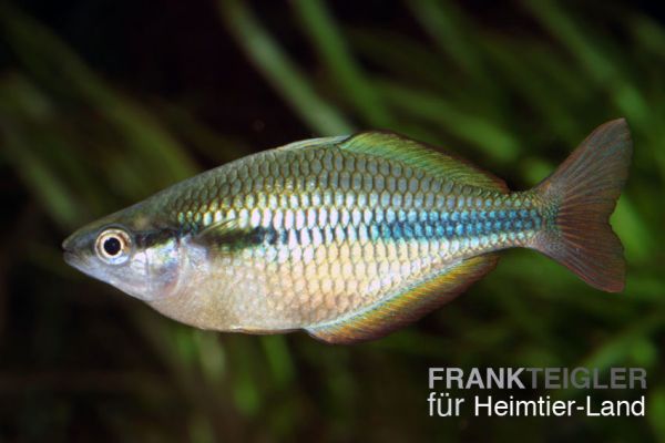 Lake Tabera Regenbogenfisch - Melanotaenia herbertaxelrodi 5,0 - 7,0 cm-