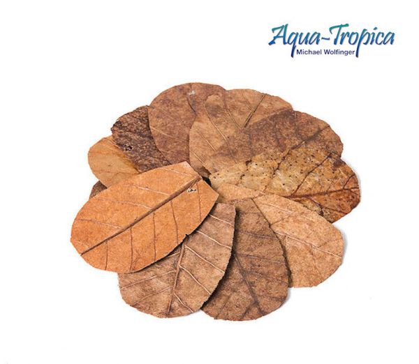 Aqua-Tropica Natural Seemandelbaumblätter-Nano - 12 Stück