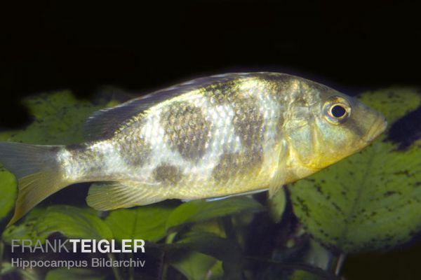 Nimbochromis venustus - Pfauenmaulbrüter 4,0 - 5,0 cm
