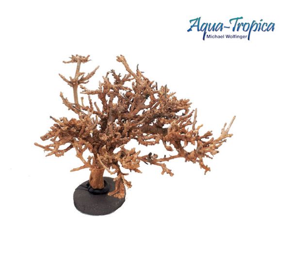 Aqua-Tropica Bonsai-Garnelenbaum auf Tonplatte