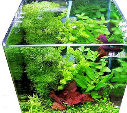 BLAU aquaristic Aquascaping Cubic 42 Liter - Weißglasaquarium, Garnelen, Wirbellose, Nano-Becken-Cop