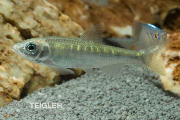 Drachenfisch - Zacco platypus 5,0 - 7,0 cm