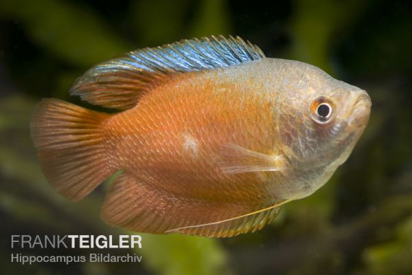 Zwergfadenfisch Neon-rot - Trichogaster/Colisa lalius