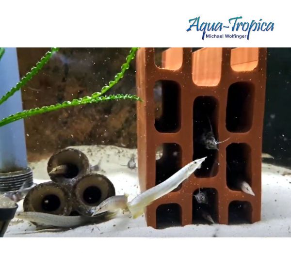 Aqua-Tropica Welshotel / Fischhotel - Für Welse, Aale, Schmerlen, Zwergbuntbarsche, Schlankcichliden