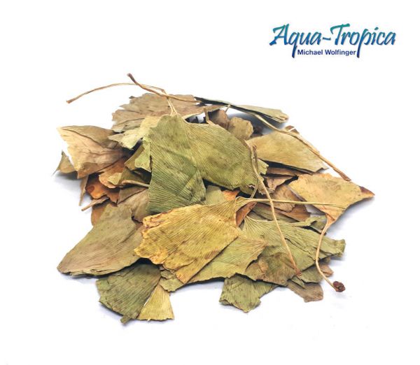 Aqua-Tropica Natural Ginkgoblätter - 25 Stück
