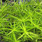 Heteranthera zosterifolia - Trugkölbchen