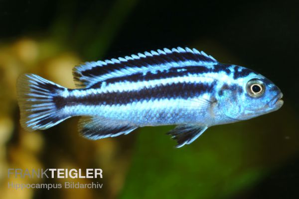 Melanochromis cyaneorhabdos - Stahlblauer-Maulbrüter