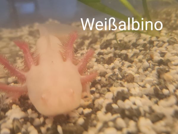 Axolotl Weißalbino DNZ - Ambystoma mexicanum 10 - 15 cm