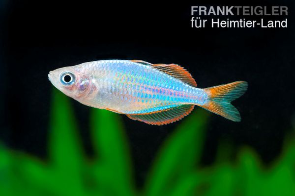 Zwerg Diamant-Regenbogenfisch - Melanotaenia praecox