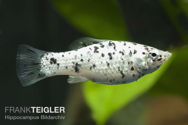 Dalmatiner / Schecken Molly - Poecilia sphenops