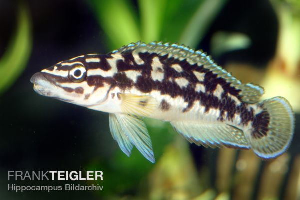 Julidochromis transcriptus - Vierstreifen-Schlankcichlide