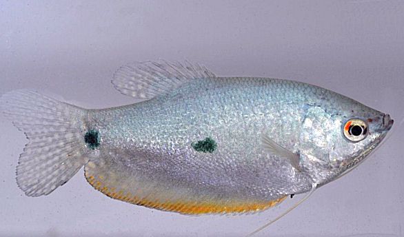 Blauer Fadenfisch - Trichopodus trichopterus