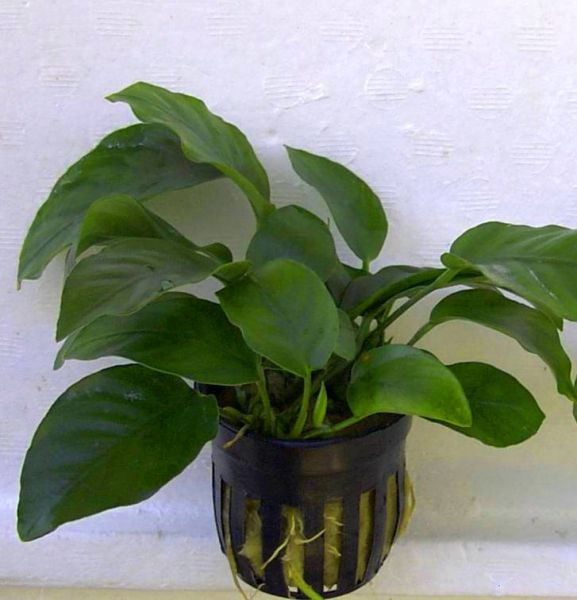 Anubias nana - Schaupflanze 9cm Topf