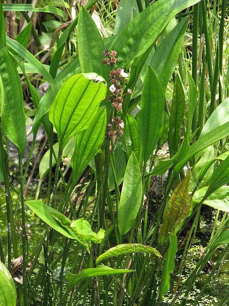 Echinodorus Paniculatus - Rispige Amazonas Schwertpflanze 'Rarität'