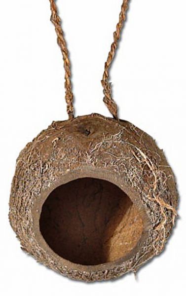 Kokosnuss Höhle hängend