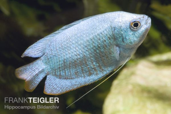 Zwergfadenfisch Koralle-blau - Trichogaster/Colisa lalius