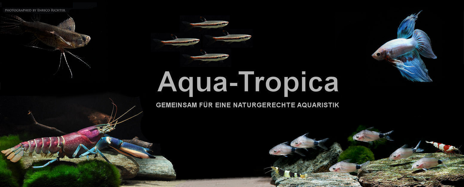 Aqua-Tropica-Header1