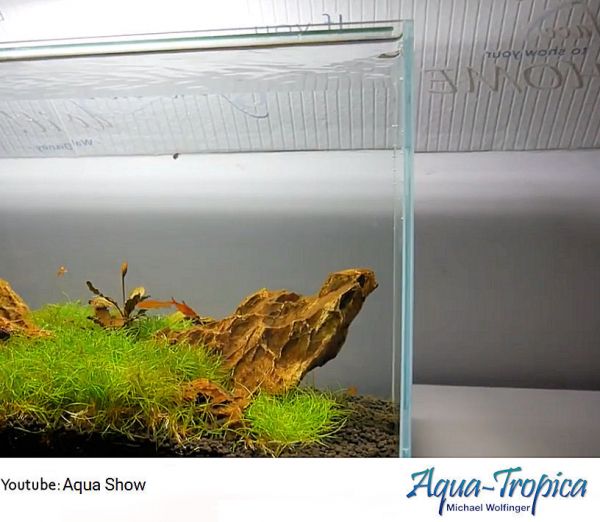 BLAU aquaristic Aquascaping Cubic 90 Liter - Weißglasaquarium, Garnelen, Wirbellose, Nano-Becken