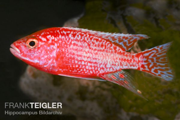 Aulonocara sp. Fire Fish - Feuerroter Kaiserbarsch 4,0 - 5,0 cm