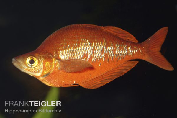 Lachsroter Regenbogenfisch - Glossolepis incisus 4,5 - 6,0 cm