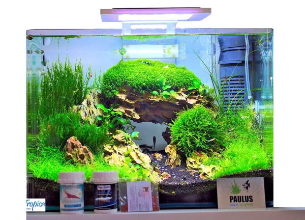 BLAU aquaristic - Nano-Aquarium Square 38 Liter - Starter Komplettset LED, Filter