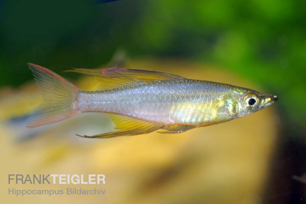 Pracht-Regenbogenfisch - Iriatherina werneri