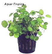 Hydrocotyle verticilliata - Amerikanischer Wassernabel