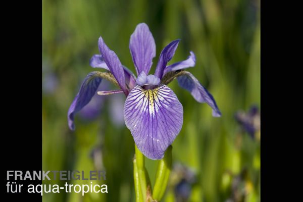 Iris versicolor - Verschiedenfarbige Sumpfschwertlilie