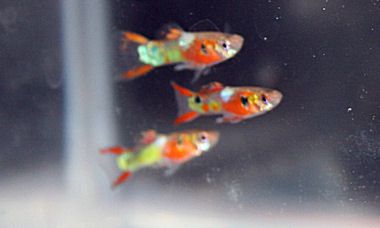Endler Guppy Mann Red Tail / Red Chest - Poecilia wingei