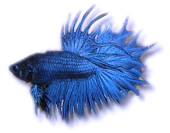 Kampffisch Crowntail blau/lila - Betta splendens Crowntail