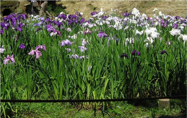 Iris kaempferi - Japanische Sumpfiris