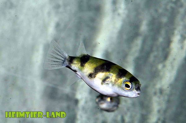 Assel(Papagei)-Süßwasserkugelfisch - Colomesus aselluss 5,0 - 6,0 cm