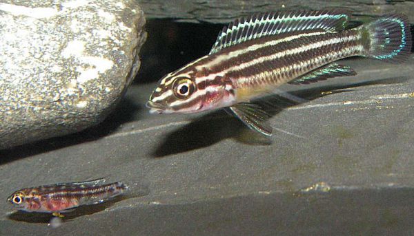 Julidochromis marksmithii - Gelber dreistreifen-Schlankcichlide 4,0 - 5,0 cm