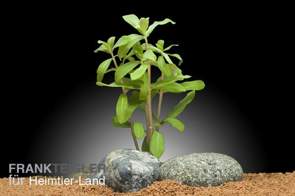 Ammania gracilis - Große Kognakpflanze