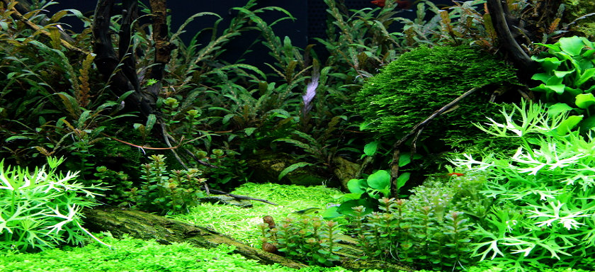Einrichtungsbeispiel 38 Liter Nano-Aquarium mit Hygrophila pinnatifida
