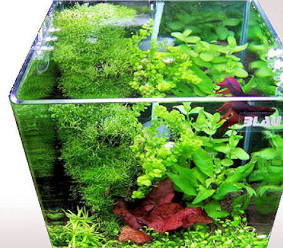 Aqua-Tropica - Betta-Home 30 Liter - Kampffisch Glasaquarium