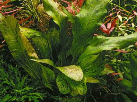 Echinodorus 'Ozelot green' - Schaupflanze 9cm Topf